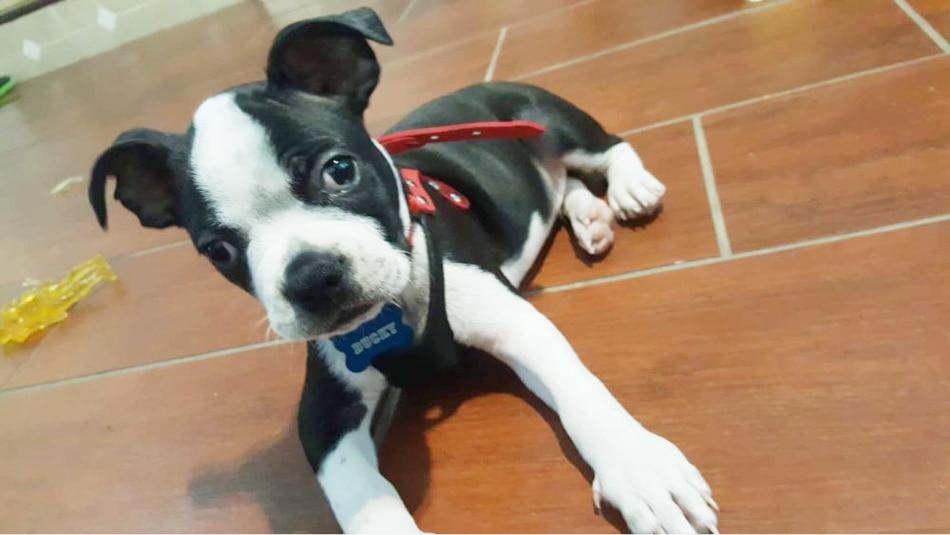Soft Leather Harness For a Beloved Pet