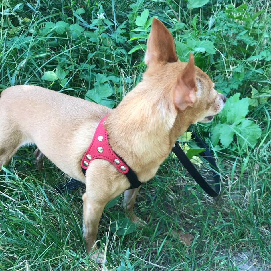 Soft Leather Harness For a Beloved Pet