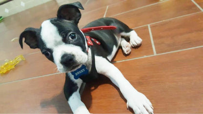 Soft Leather Harness For a Beloved Pet
