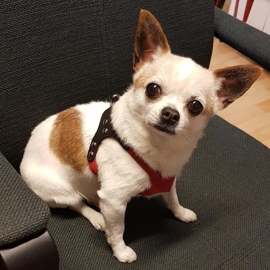 Soft Leather Harness For a Beloved Pet