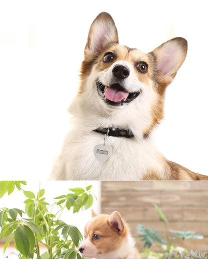 Custom Pet Name On Collar