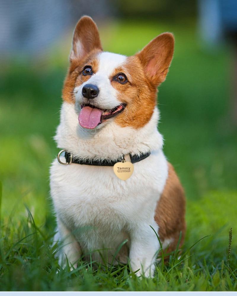 Custom Pet Name On Collar
